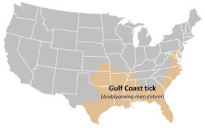 Gulf Coast tick distribution map of United States