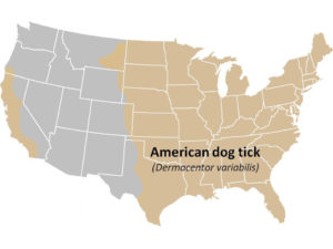 American dog tick distribution map of United States