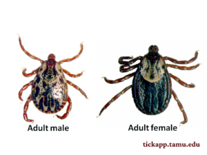 American dog tick