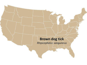 Brown dog tick distribution map of United States