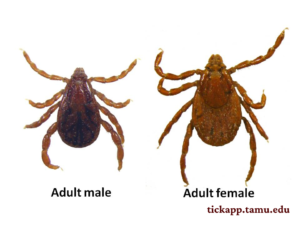 Brown dog tick