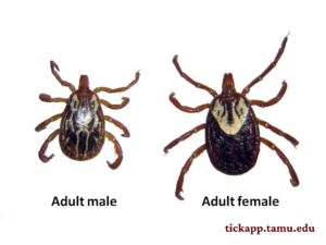 Gulf Coast tick