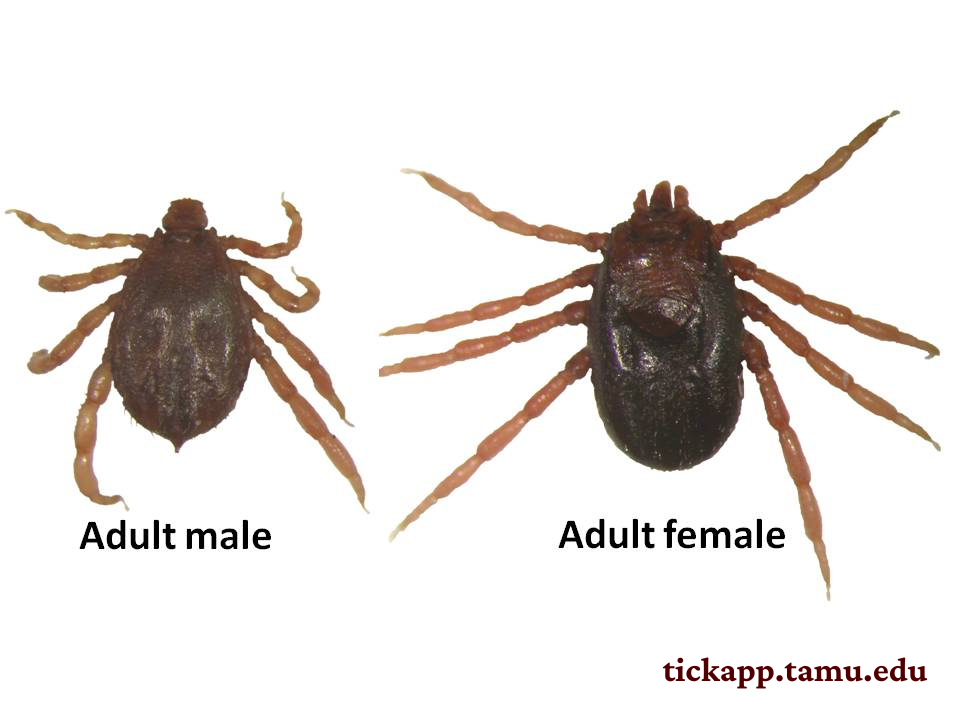 Southern cattle tick