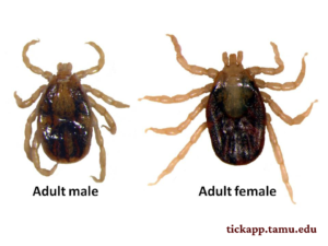 Tropical horse tick