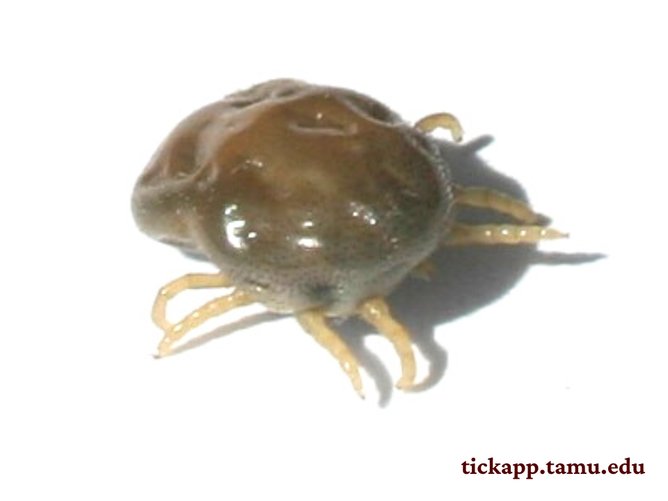 Spinose ear tick